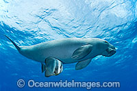 Dugong with Batfish Photo - Karen Willshaw