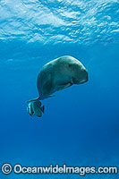 Dugong with Batfish Photo - Karen Willshaw