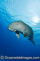 Dugong Photo - Karen Willshaw