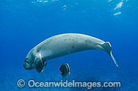 Dugong with Batfish Photo - Karen Willshaw