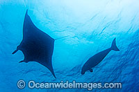 Dugong swimming with Manta ray Photo - Karen Willshaw