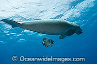 Dugong swimming with Batfish Photo - Karen Willshaw