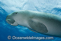 Dugong Dugong dugon Photo - Karen Willshaw