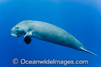 Dugong Dugong dugon Photo - Karen Willshaw