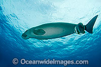 Dugong with Batfish Photo - Karen Willshaw