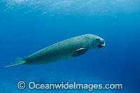 Dugong Sea Cow Photo - Karen Willshaw