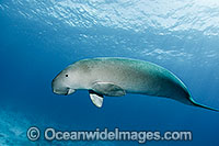 Dugong Cocos Island Photo - Karen Willshaw