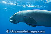 Dugong Cocos Island Photo - Karen Willshaw