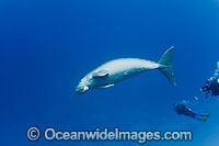 Dugong Cocos Island Photo - Karen Willshaw
