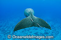 Dugong tail fluke Photo - Karen Willshaw