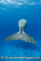 Dugong tail fluke Photo - Karen Willshaw