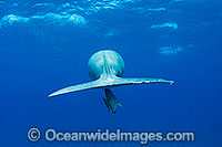 Dugong Cocos Island Photo - Karen Willshaw