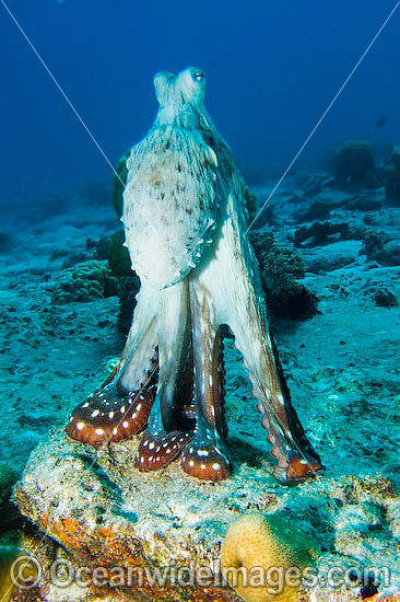 Reef Octopus photo Reef Octopus photo