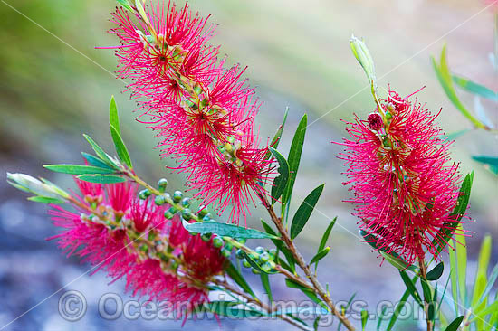 Callistemon Callistemon sp. photo