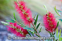 Callistemon Callistemon sp. Photo - Gary Bell