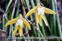 Rock Orchid Dockrillia striolata Photo - Gary Bell