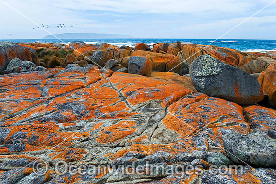 Flinders Island Tasmania photo Flinders Island Tasmania photo