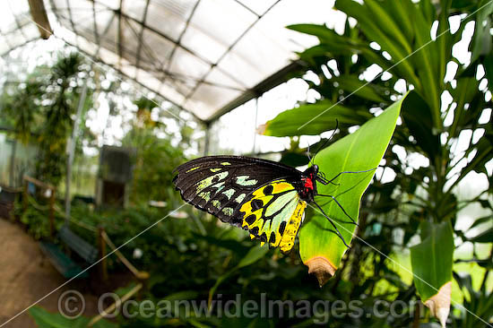 Cairns Birdwing Butterfly Ornithoptera priamus photo Cairns Birdwing Butterfly Ornithoptera priamus photo
