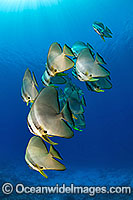 Batfish Platax teira Photo - Karen Willshaw