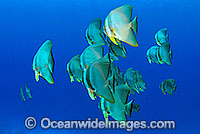 Batfish Platax teira Photo - Karen Willshaw