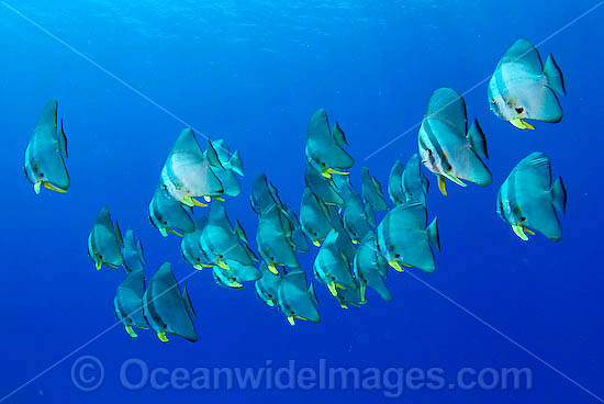 Batfish Platax teira photo