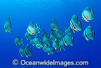 Batfish Platax teira Photo - Karen Willshaw