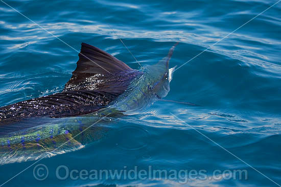 Sailfish Istiophorus platypterus photo Sailfish Istiophorus platypterus photo