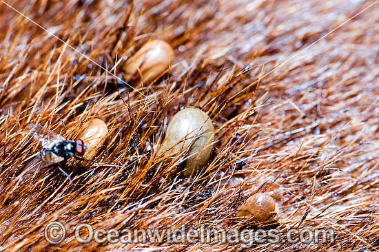 Dog Tick Rhipicephalus sanguineus photo Dog Tick Rhipicephalus sanguineus photo