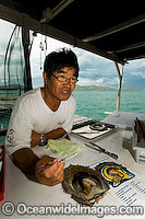 Oyster Pearl farming Photo - Gary Bell