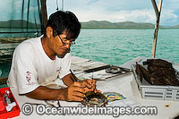 Oyster Pearl farming Photo - Gary Bell