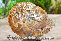 Pearl Oyster shell Photo - Gary Bell