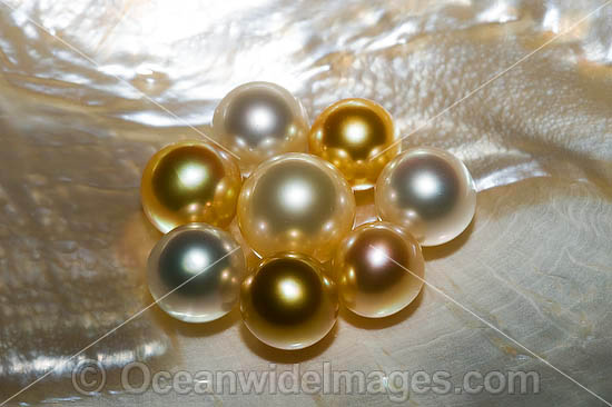 Oyster Pearls photo