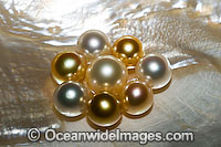 Oyster Pearls Photo - Gary Bell