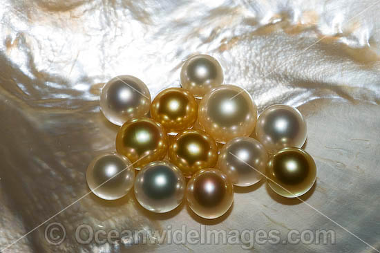 Oyster Pearls photo Oyster Pearls photo