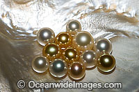 Oyster Pearls Photo - Gary Bell