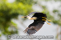 Pied Heron Ardea picata Photo - Gary Bell