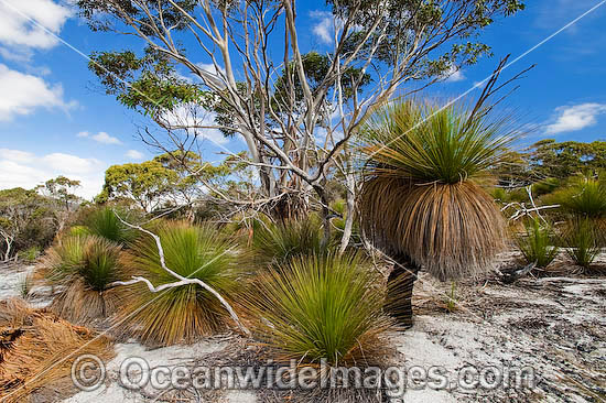 Grass Tree forest photo Grass Tree forest photo