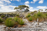 Grass Tree forest Photo - Gary Bell