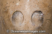 Dugong nostrils and snout Photo - Gary Bell