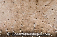 Dugong facial hair and snout Photo - Gary Bell