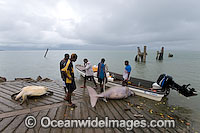 Dugong and Turtle hunting Photo - Gary Bell