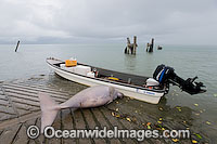 Dugong captured by Islanders Photo - Gary Bell