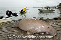 Dugong captured by Islanders Photo - Gary Bell