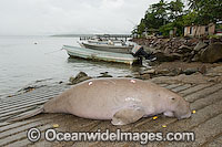 Dugong captured by Islanders Photo - Gary Bell