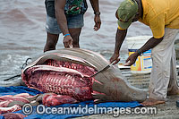 Dugong traditional hunting rights Photo - Gary Bell