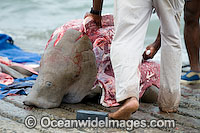 Dugong traditional hunting rights Photo - Gary Bell