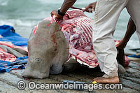 Dugong traditional hunting rights Photo - Gary Bell