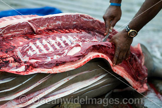 Dugong traditional hunting rights photo