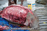 Dugong traditional hunting rights Photo - Gary Bell