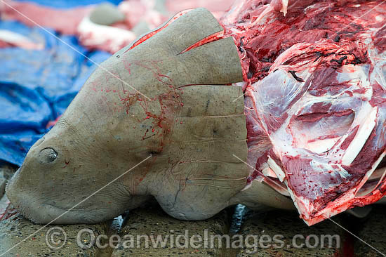 Dugong traditional hunting rights photo